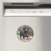aimant dachshund mignon (In Situ (Lave-vaisselle))