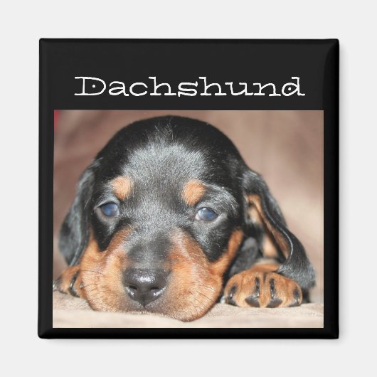 Aimant Dachshund Puppy (Devant)