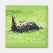 Aimant Dachshund - TGIF (Devant)