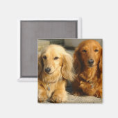Aimant Dachshunds mignons (Recto/Verso)