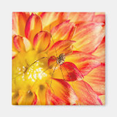 Aimant Daddy Long Legs sur dahlia jaune rouge (Devant)