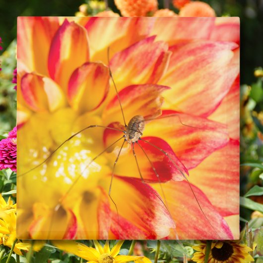 Aimant Daddy Long Legs sur dahlia jaune rouge