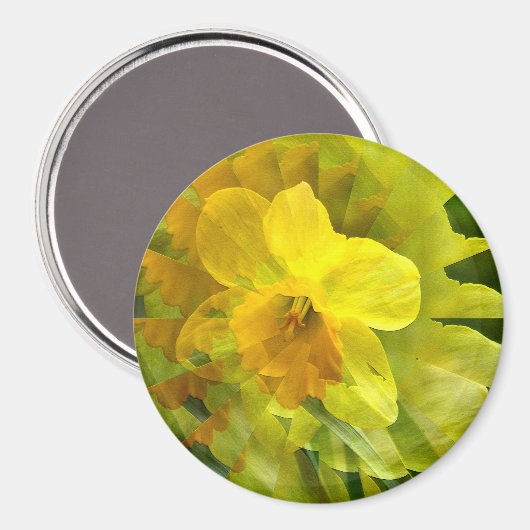 Aimant Daffodil....... (Recto/Verso)