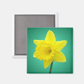 Aimant Daffodile gallois - IV (Recto/Verso)