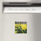 Aimant Daffodiles (RF) (In Situ (Lave-vaisselle))