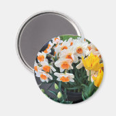Aimant Daffodils et tulips, Oregon (Recto/Verso)