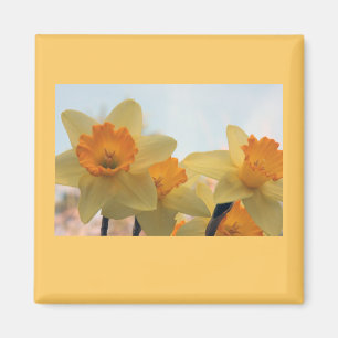 Aimant Daffodilux