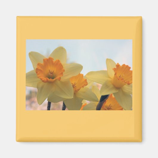 Aimant Daffodilux (Devant)