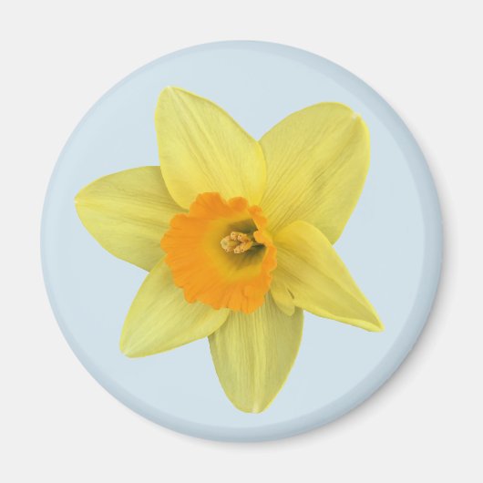Aimant Daffodique de printemps jaune sur bleu pâle (Devant)