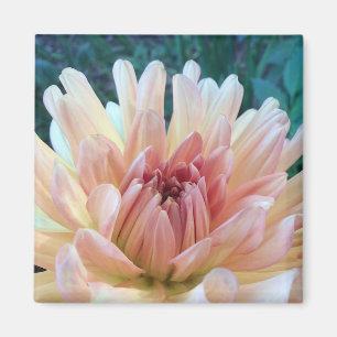 Aimant Dahlia : B. Jaune et Saumon