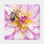 Aimant Dahlia blanc et rose avec bourdon (Devant)