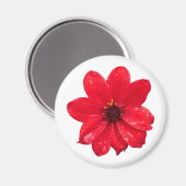 Aimant Dahlia dans la pluie (Recto/Verso)