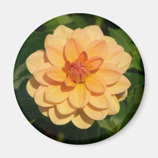 Aimant Dahlia 'David Howard' (Devant)