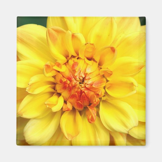 Aimant Dahlia jaune (Devant)