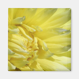 Aimant Dahlia lumineux et jaune citron