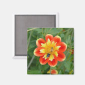 Aimant dahlia orange et jaune (Recto/Verso)