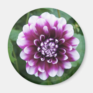 Aimant Dahlia pourpre et blanc