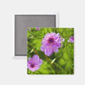 Aimant Dahlia Rose Fantaisie (Recto/Verso)