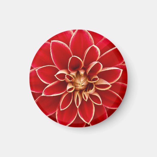 Aimant Dahlia Rouge Éclatant (Devant)