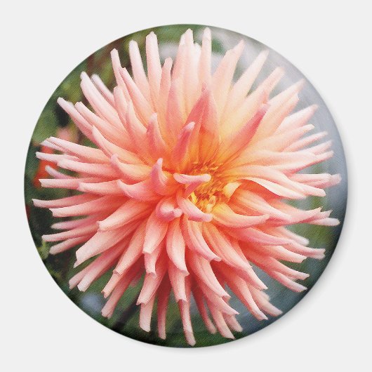 Aimant Dahlias Fleur Éblouissante (Devant)