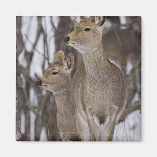 Aimant Daine de cerfs communs de Sika et jeune, Hokkaido,