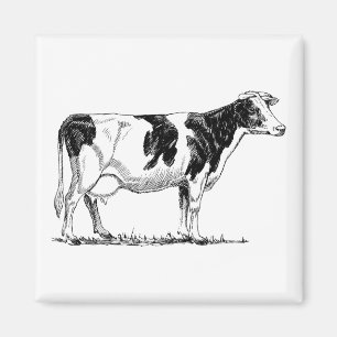 Aimant Dairy Cow Holstein Dessin au crayon de Frésie