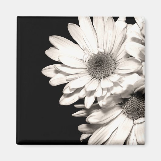 Aimant Daisies (Devant)