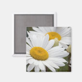 Aimant Daisies de Pretty (Recto/Verso)