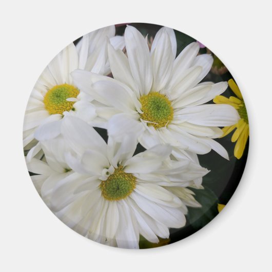 Aimant Daisy (Devant)