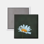 Aimant Daisy (Recto/Verso)