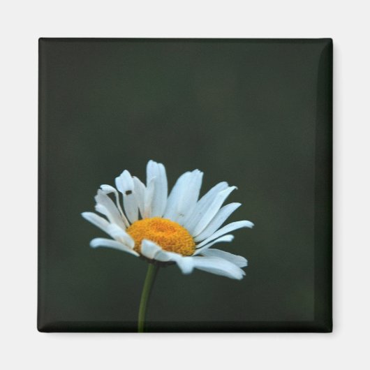 Aimant Daisy (Devant)