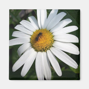 Aimant Daisy