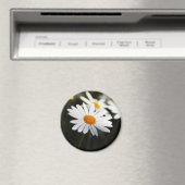 Aimant Daisy (In Situ (Lave-vaisselle))