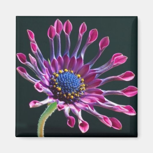 Aimant Daisy (Devant)