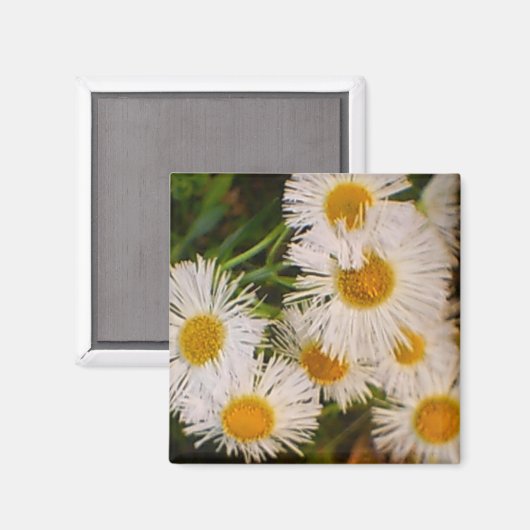 Aimant Daisy (Recto/Verso)