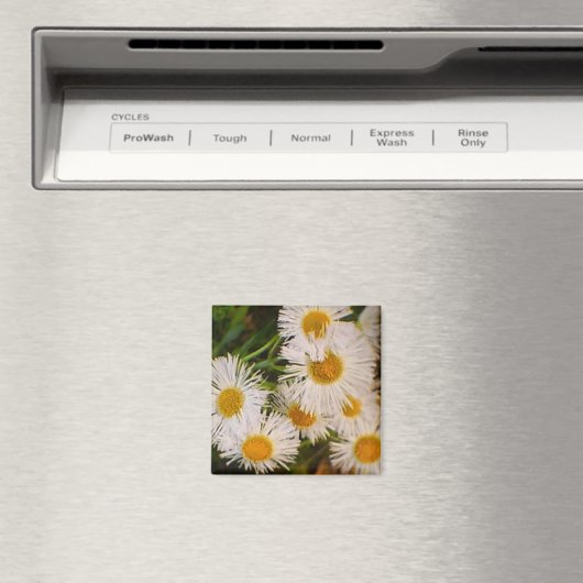 Aimant Daisy (In Situ (Lave-vaisselle))