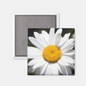 Aimant Daisy Darling (Recto/Verso)