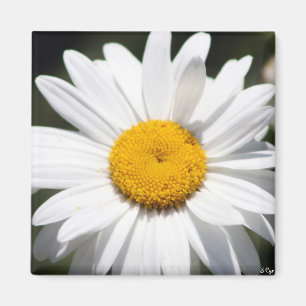 Aimant Daisy Darling