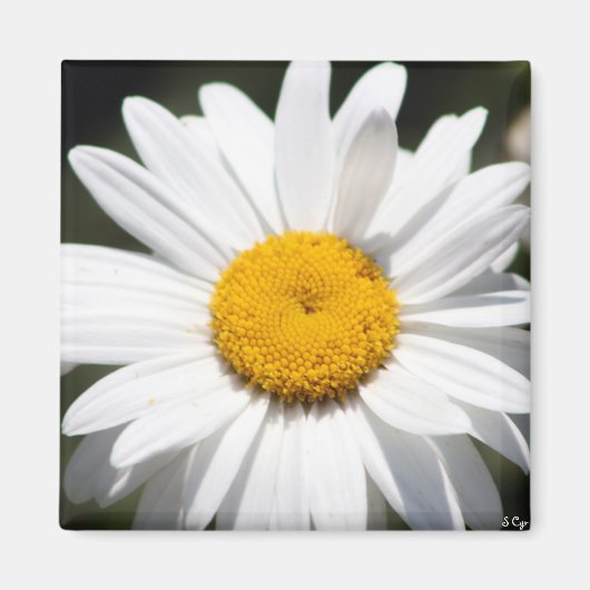 Aimant Daisy Darling (Devant)