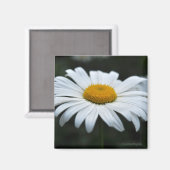 Aimant Daisy - Face vers le haut (Recto/Verso)