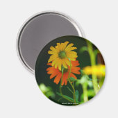 Aimant Daisy-Magnet (Recto/Verso)