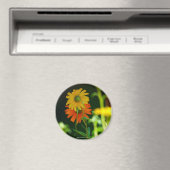 Aimant Daisy-Magnet (In Situ (Lave-vaisselle))