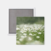 Aimant Daisy Meadow (Recto/Verso)