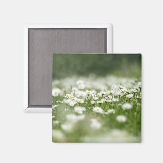 Aimant Daisy Meadow (Recto/Verso)