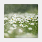Aimant Daisy Meadow (Devant)