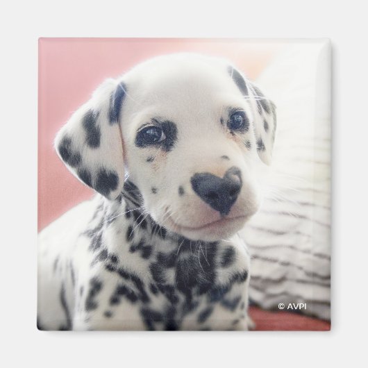Aimant Dalmatian Heart Nose (Devant)