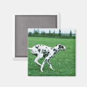 Aimant Dalmatien (Recto/Verso)