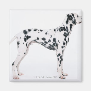 Aimant Dalmatien 3