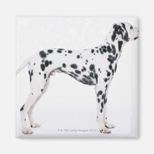 Aimant Dalmatien 3 (Devant)