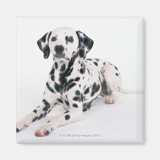 Aimant Dalmatien 4 (Devant)